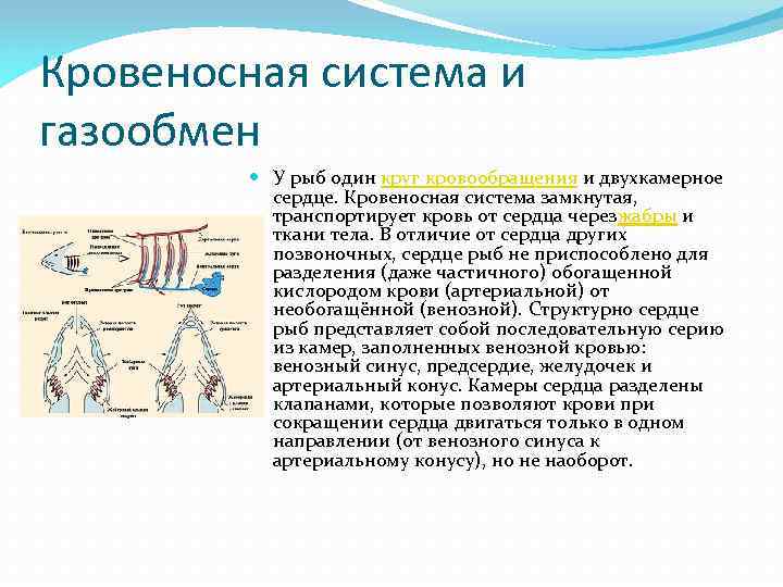 Кровеносная система и газообмен У рыб один круг кровообращения и двухкамерное сердце. Кровеносная система