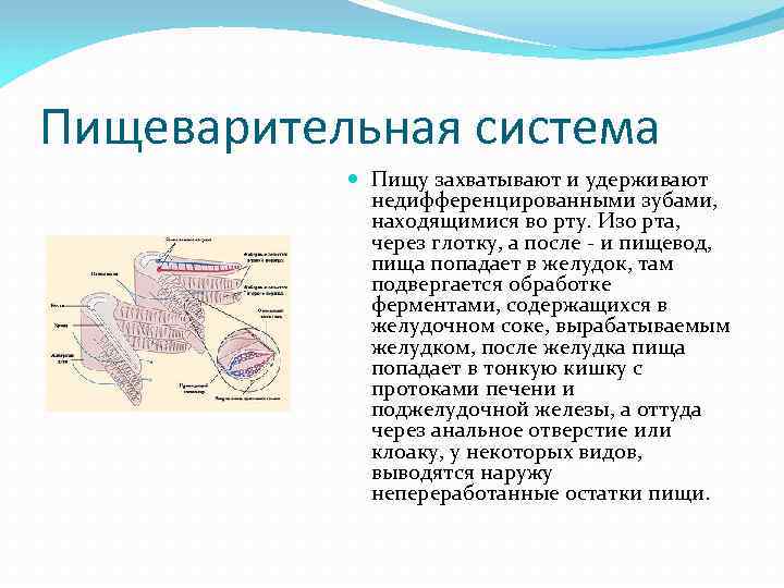 Пищеварительная система Пищу захватывают и удерживают недифференцированными зубами, находящимися во рту. Изо рта, через