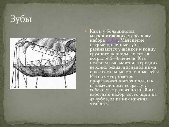 Зубы Как и у большинства млекопитающих, у собак два набора зубов. Маленькие острые молочные