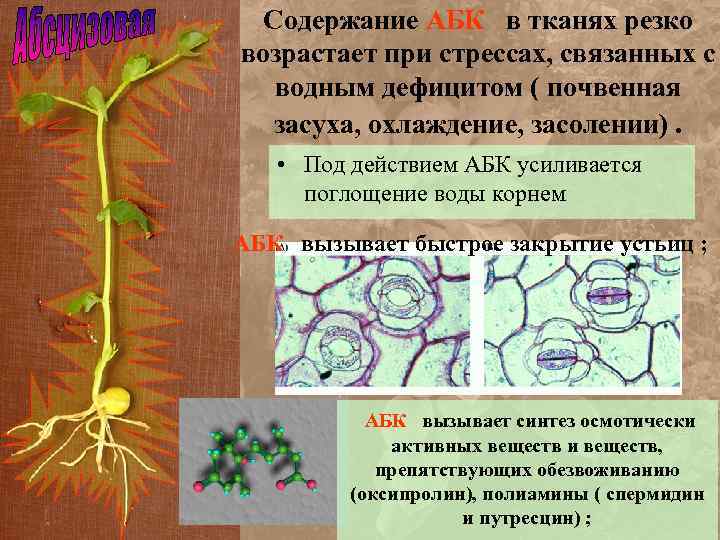 Содержание АБК в тканях резко возрастает при стрессах, связанных с водным дефицитом ( почвенная