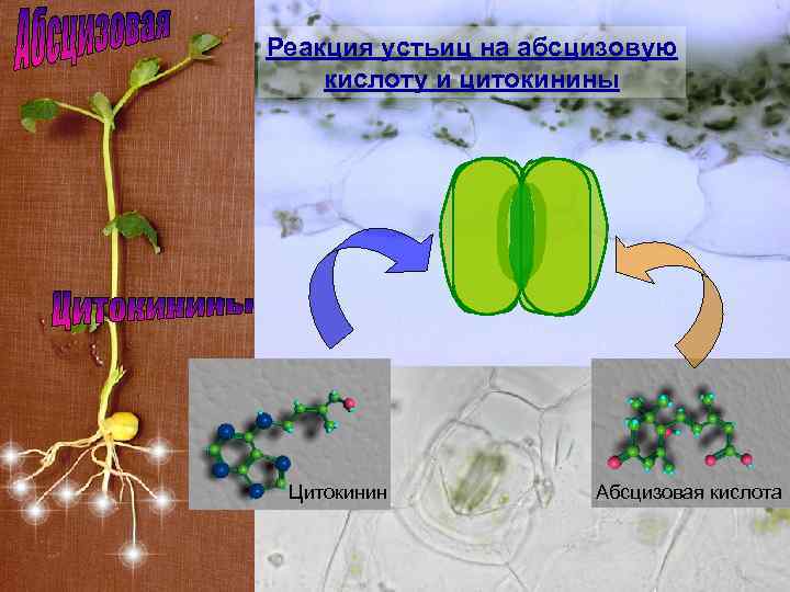 Реакция устьиц на абсцизовую кислоту и цитокинины Цитокинин Абсцизовая кислота 