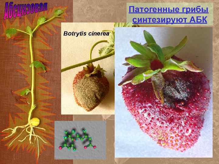 Патогенные грибы синтезируют АБК Botrytis cinerea 