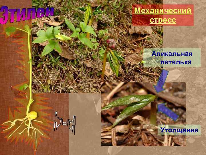 Механический стресс Апикальная петелька Утолщение 