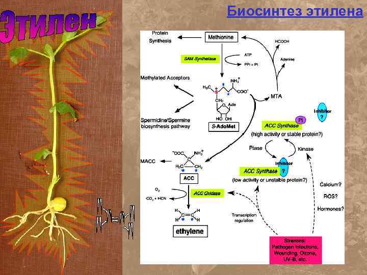 Биосинтез этилена 