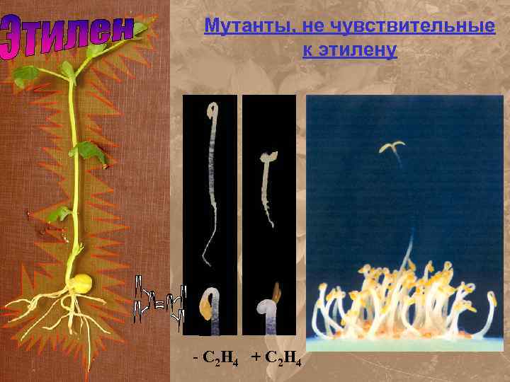 Мутанты, не чувствительные к этилену - C 2 H 4 + C 2 H