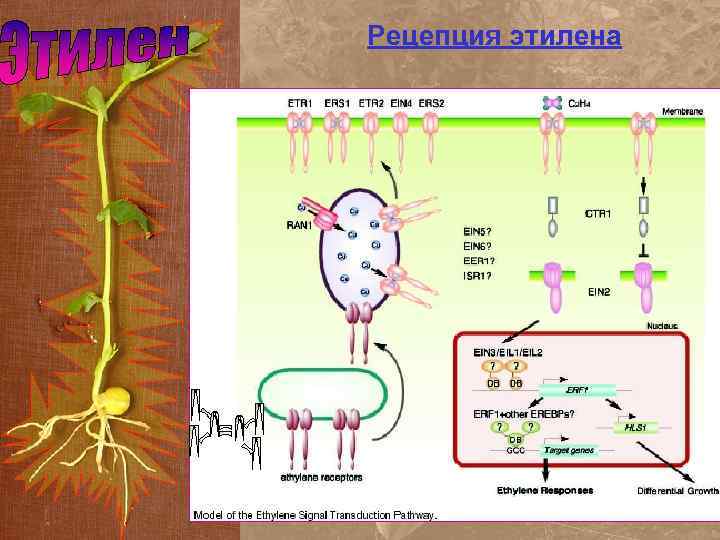 Рецепция этилена 