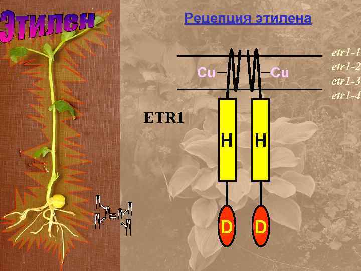 Рецепция этилена Cu Cu ETR 1 H H D D etr 1 -1: etr