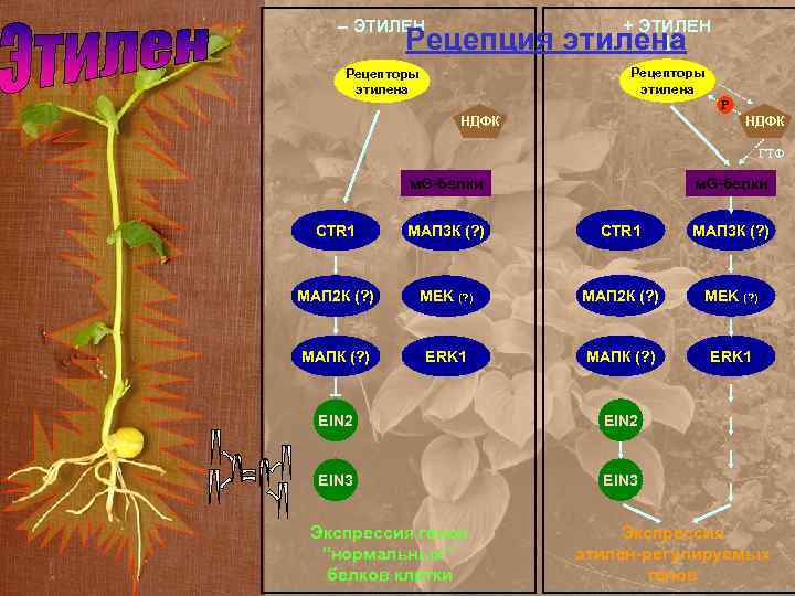 – ЭТИЛЕН + ЭТИЛЕН Рецепторы этилена Рецепция этилена P НДФК ГТФ м. G-белки CTR