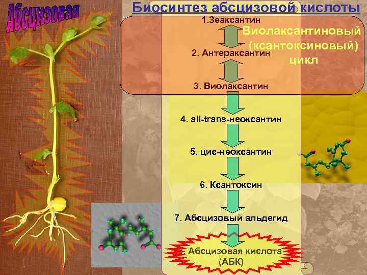 Биосинтез абсцизовой кислоты 1. Зеаксантин Виолаксантиновый (ксантоксиновый) 2. Антераксантин цикл 3. Виолаксантин 4. all-trans-неоксантин