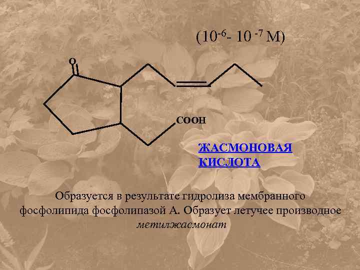 (10 -6 - 10 -7 М) О СООН ЖАСМОНОВАЯ КИСЛОТА Образуется в результате гидролиза