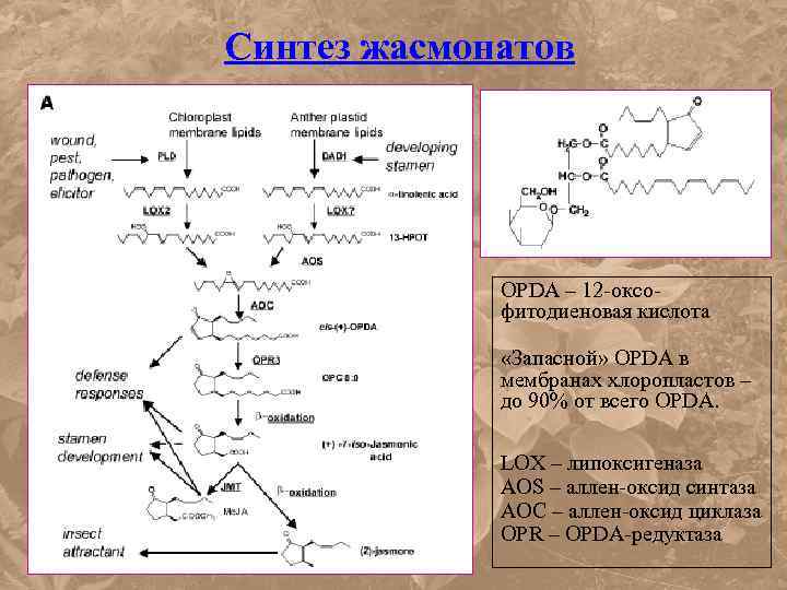 Синтез жасмонатов OPDA – 12 -оксофитодиеновая кислота «Запасной» OPDA в мембранах хлоропластов – до