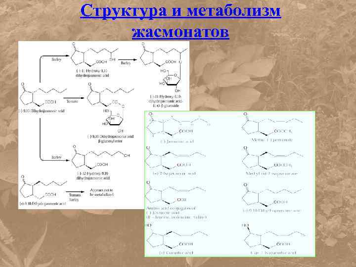 Структура и метаболизм жасмонатов 