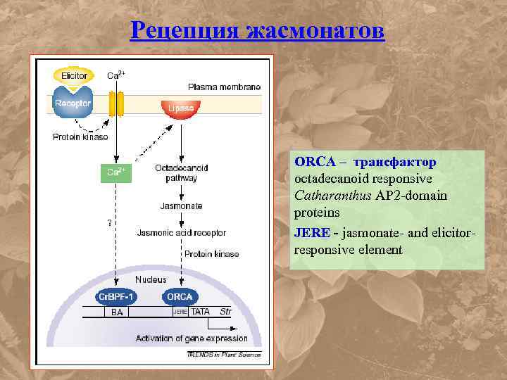 Рецепция жасмонатов ORCA – трансфактор octadecanoid responsive Catharanthus AP 2 -domain proteins JERE -