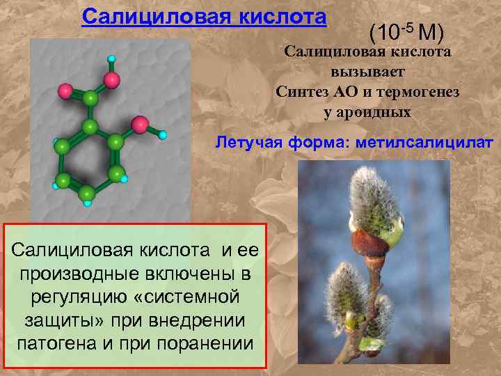 Салициловая кислота (10 -5 М) Салициловая кислота вызывает Синтез АО и термогенез у ароидных