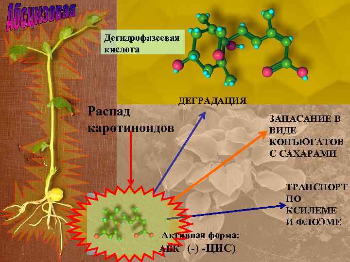 Дегидрофазеевая кислота Распад каротиноидов ДЕГРАДАЦИЯ ЗАПАСАНИЕ В ВИДЕ КОНЪЮГАТОВ С САХАРАМИ ТРАНСПОРТ ПО КСИЛЕМЕ