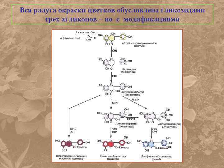 Вся радуга окраски цветков обусловлена гликозидами трех агликонов – но с модификациями 