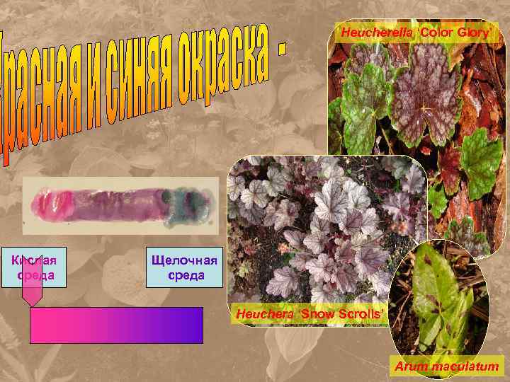 Heucherella ‘Color Glory’ Кислая среда Щелочная среда Heuchera ‘Snow Scrolls’ Arum maculatum 