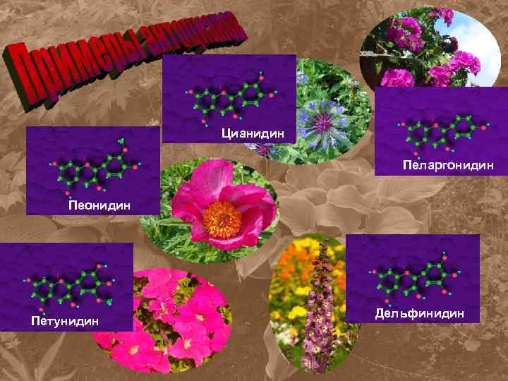 Цианидин Пеларгонидин Петунидин Дельфинидин 