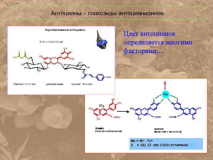 Антоцианы – гликозиды антоцианидинов Цвет антоцианов определяется многими факторами… 