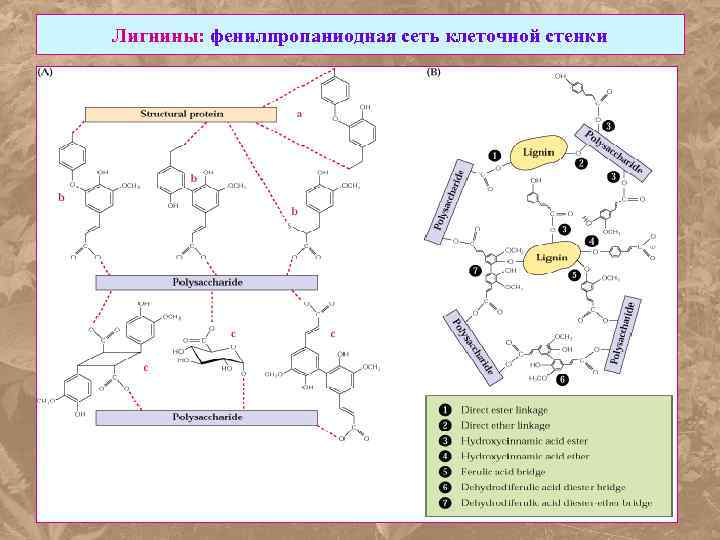 Лигнины: фенилпропаниодная сеть клеточной стенки 