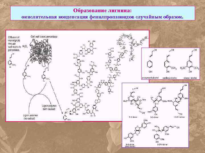 Образование лигнина: окислительная конденсация фенилпропаноидов случайным образом. 