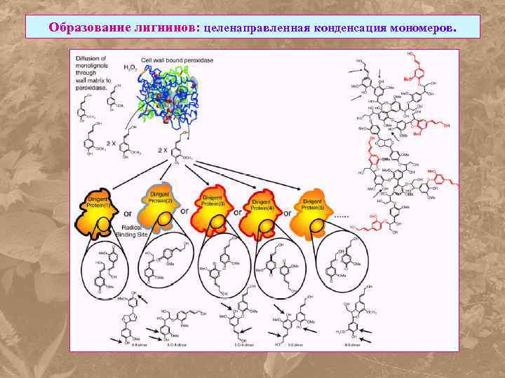 Образование лигнинов: целенаправленная конденсация мономеров. 
