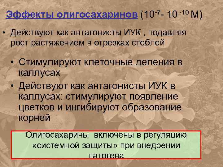 Эффекты олигосахаринов (10 -7 - 10 -10 М) • Действуют как антагонисты ИУК ,