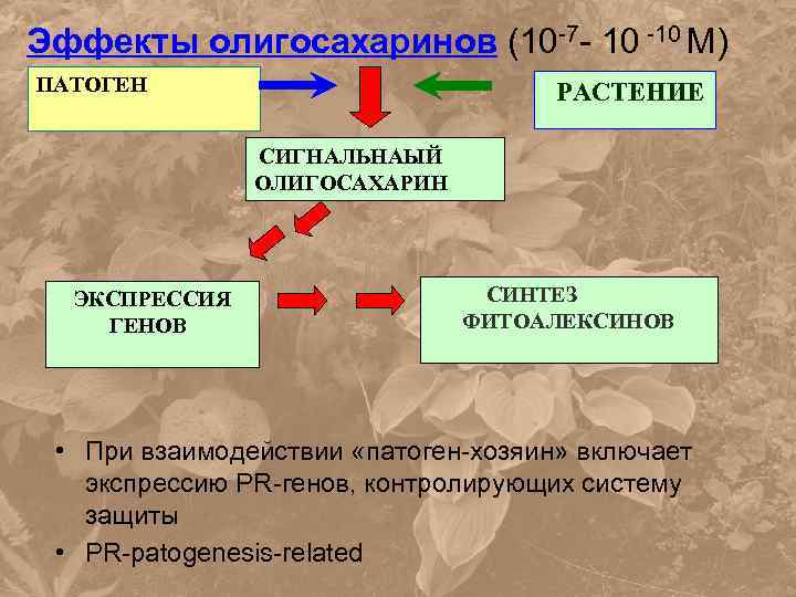 Эффекты олигосахаринов (10 -7 - 10 -10 М) ПАТОГЕН РАСТЕНИЕ СИГНАЛЬНАЫЙ ОЛИГОСАХАРИН ЭКСПРЕССИЯ ГЕНОВ