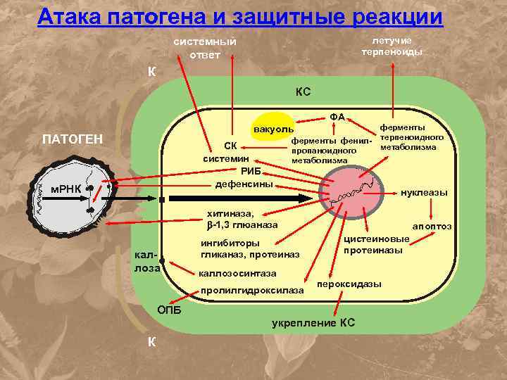 Атака патогена и защитные реакции летучие терпеноиды системный ответ К КС ФА вакуоль ПАТОГЕН