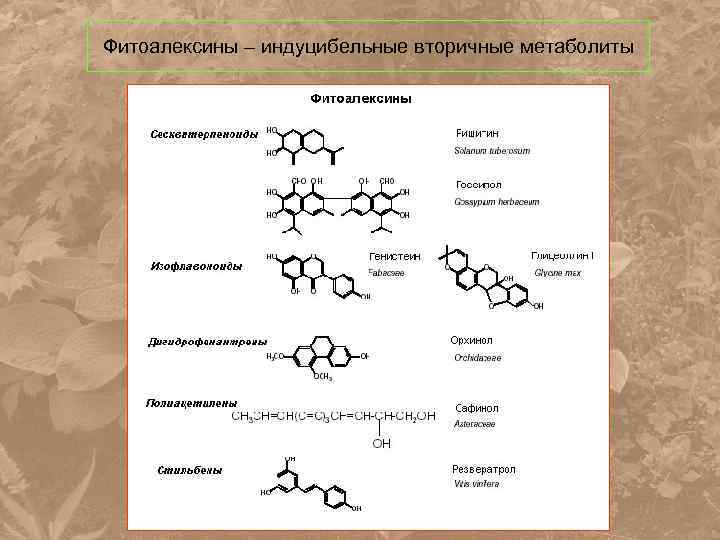 Фитоалексины – индуцибельные вторичные метаболиты 