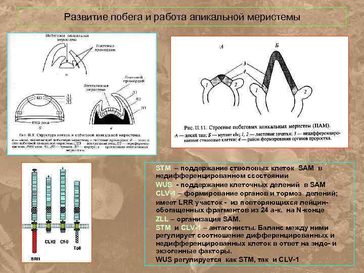 Развитие побега и работа апикальной меристемы STM – поддержание стволовых клеток SAM в недифференцированном