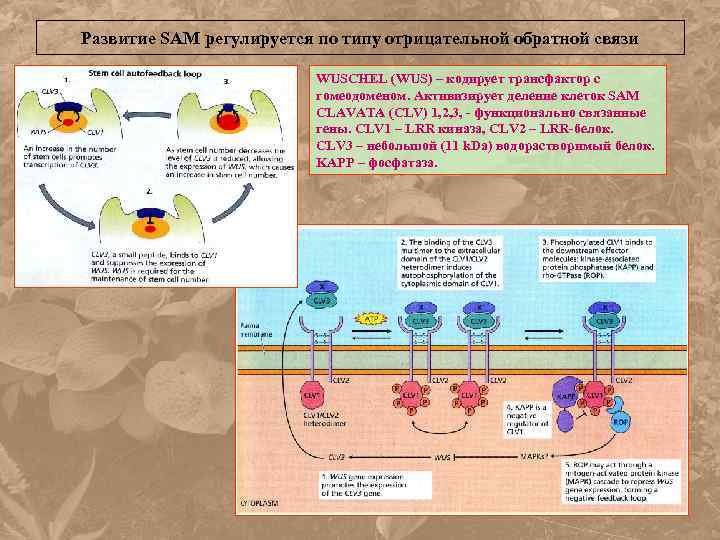 Развитие SAM регулируется по типу отрицательной обратной связи WUSCHEL (WUS) – кодирует трансфактор с