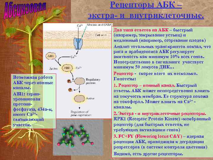 Рецепторы АБК – экстра- и внутриклеточные. Возможная работа АБК через ионные каналы. ABI 1: