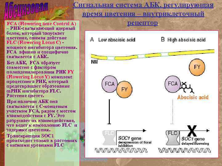Сигнальная система АБК, регулирующая время цветения – внутриклеточный рецептор. FCA (Flowering time Control A)