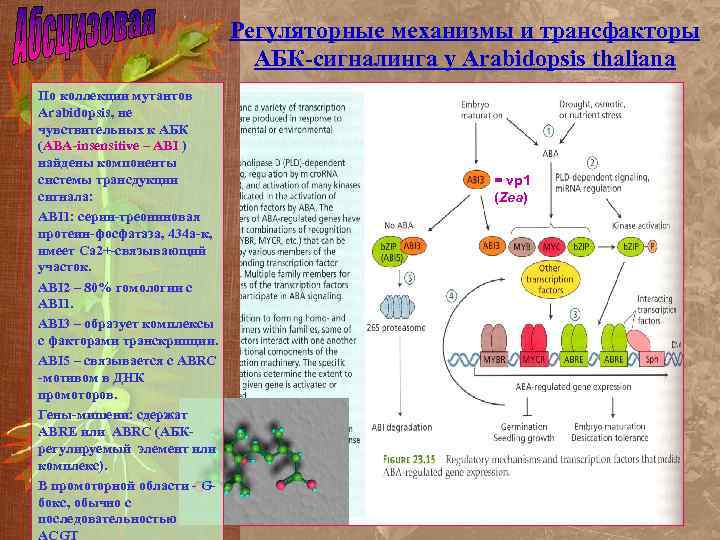 Регуляторные механизмы и трансфакторы АБК-сигналинга у Arabidopsis thaliana По коллекции мутантов Arabidopsis, не чувствительных