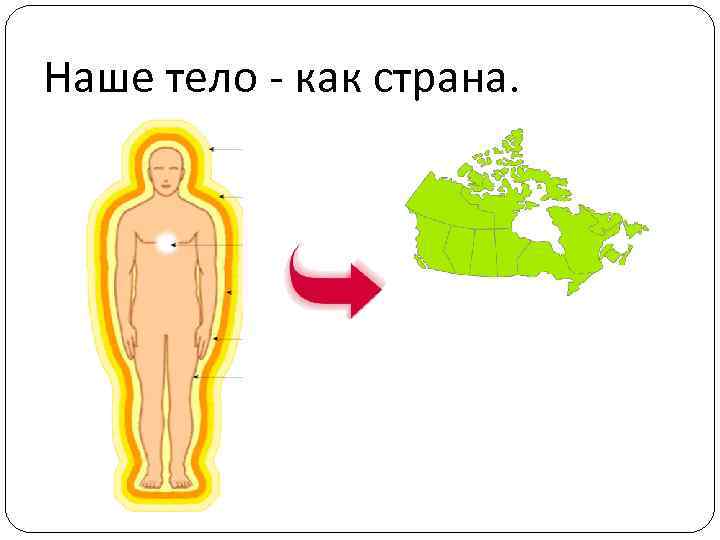 Наше тело - как страна. 