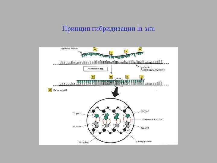 Принцип гибридизации in situ 