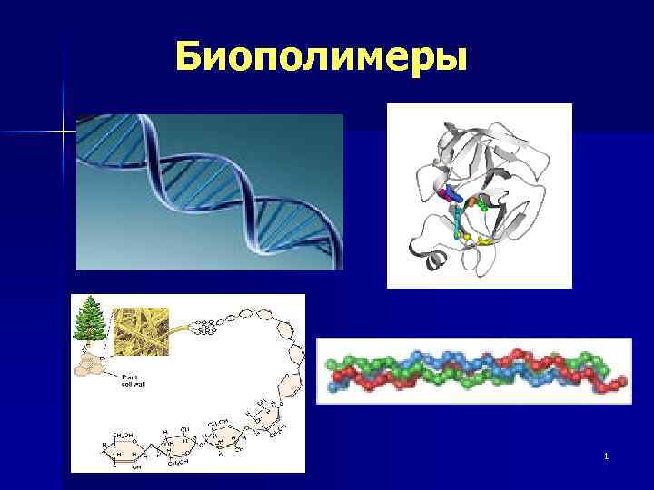 Биополимеры 1 