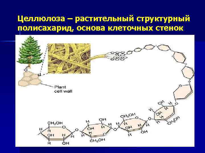 Целлюлоза – растительный структурный полисахарид, основа клеточных стенок 11 