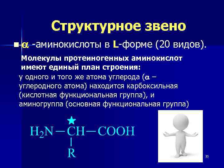 Структурное звено na -аминокислоты в L-форме (20 видов). Молекулы протеиногенных аминокислот имеют единый план