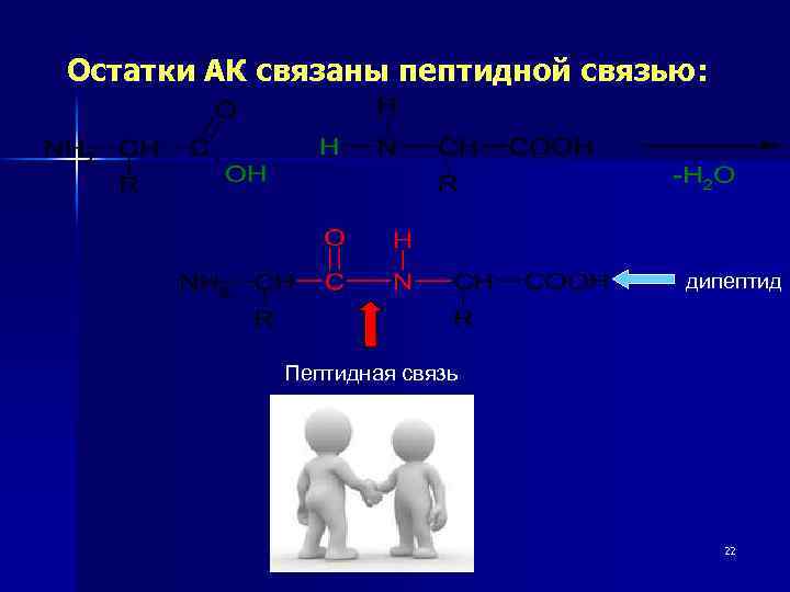 Остатки АК связаны пептидной связью: дипептид Пептидная связь 22 