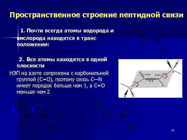 Пространственное строение пептидной связи 1. Почти всегда атомы водорода и кислорода находятся в транс