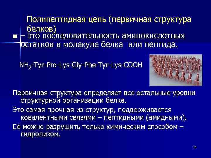 n Полипептидная цепь (первичная структура белков) – это последовательность аминокислотных остатков в молекуле белка