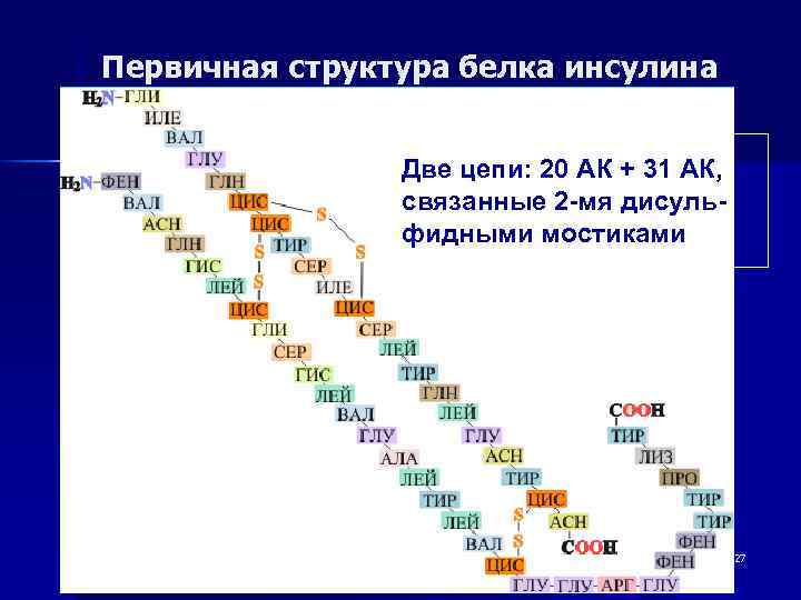 Первичная структура белка инсулина Две цепи: 20 АК + 31 АК, связанные 2 -мя