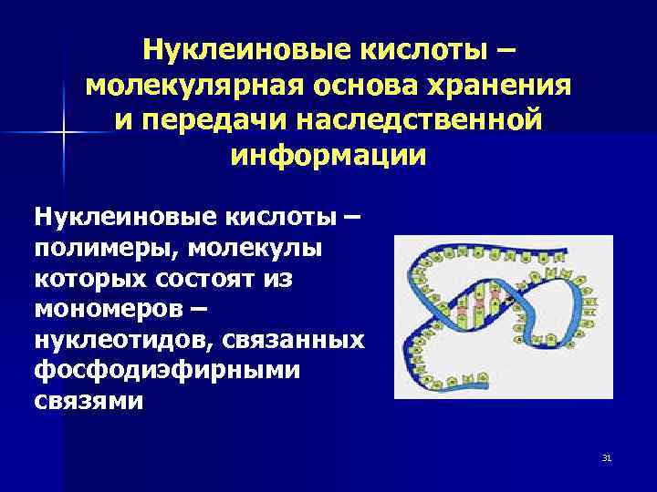 Нуклеиновые кислоты – молекулярная основа хранения и передачи наследственной информации Нуклеиновые кислоты – полимеры,