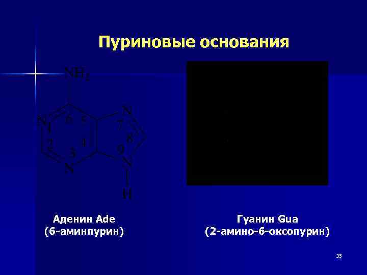 Пуриновые основания Аденин Ade (6 -аминпурин) Гуанин Gua (2 -амино-6 -оксопурин) 35 