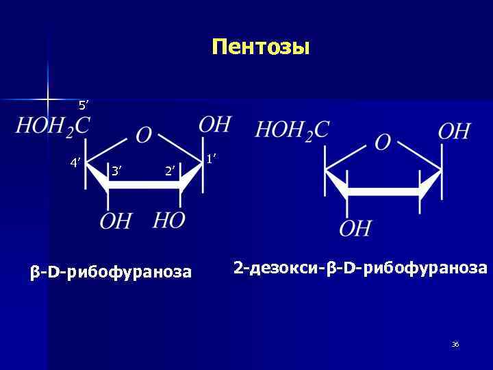 Пентозы 5’ 4’ 3’ 2’ β-D-рибофураноза 1’ 2 -дезокси-β-D-рибофураноза 36 