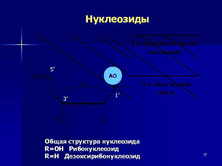 Нуклеозиды 5’ АО 3’ 1’ Общая структура нуклеозида R=OH Рибонуклеозид R=H Дезоксирибонуклеозид 37 