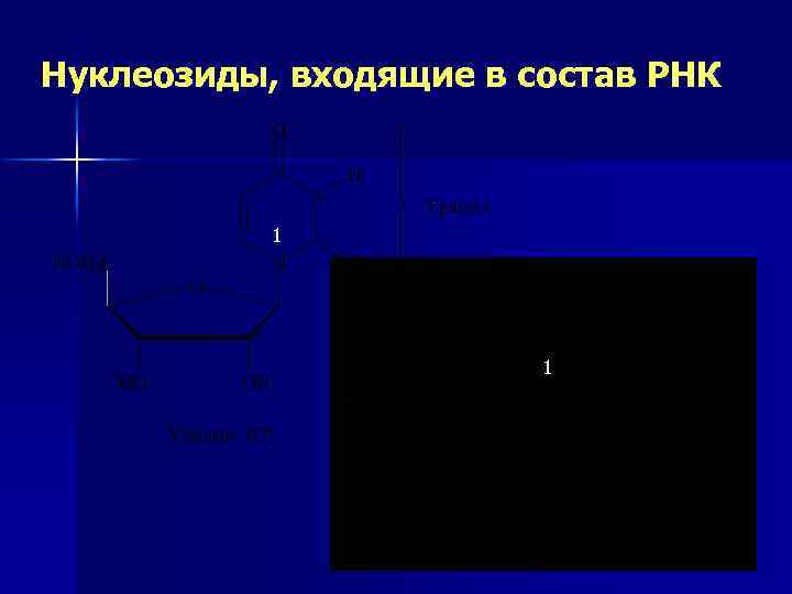 Нуклеозиды, входящие в состав РНК 1 1 39 