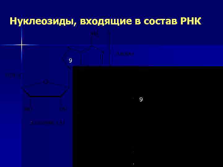 Нуклеозиды, входящие в состав РНК 9 9 40 